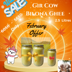 A2 Desi Gir Cow Bilona Ghee – 2.5 Litres